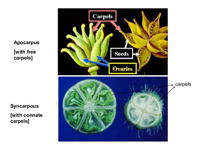 Flower Morphology mitosis cell diagram 