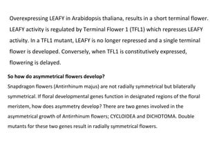 Flower development