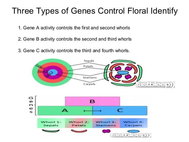A Developmental Genetic Model For The Origin Of The Flower – QKZIZV