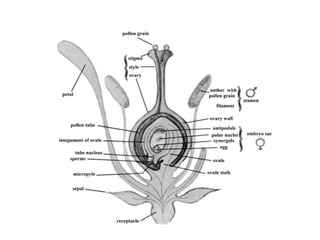 Flower Dissection.ppt