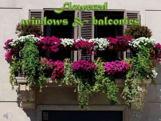 Flowered windows & balconies (v.m.)
