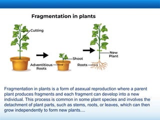 Comprehensive Guide to Angiosperm Classification and Reproduction | PDF