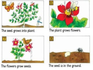 Comprehensive Guide to Angiosperm Classification and Reproduction | PDF