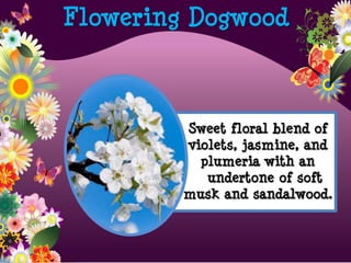 Flowering Dogwood
Sweet floral blend of
violets, jasmine, and
plumeria with an
undertone of soft
musk and sandalwood.
 