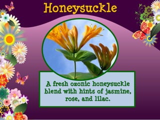 A fresh ozonic honeysuckle
blend with hints of jasmine,
rose, and lilac.
Honeysuckle
 