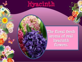 Hyacinth
The floral fresh
aroma of real
hyacinth
flowers.
 
