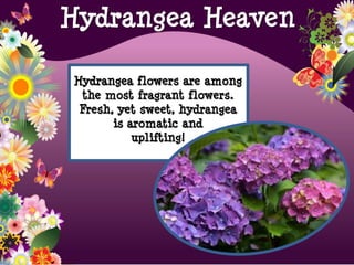 Hydrangea Heaven
Hydrangea flowers are among
the most fragrant flowers.
Fresh, yet sweet, hydrangea
is aromatic and
uplifting!
 