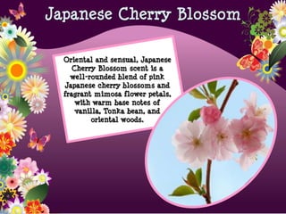 Oriental and sensual, Japanese
Cherry Blossom scent is a
well-rounded blend of pink
Japanese cherry blossoms and
fragrant mimosa flower petals,
with warm base notes of
vanilla, Tonka bean, and
oriental woods.
Japanese Cherry Blossom
 