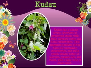 Kudzu has a unique
aroma, described as
sweetened grapes with
fresh greenery notes and
floral undertones. This
fragrance consists of top
notes of muscadine,
strawberries, and fresh
peach; middle notes of
jasmine, muguet lily, and
violet, with a base note of
sheer musk.
Kudzu
 