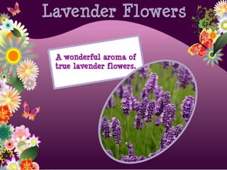 A wonderful aroma of
true lavender flowers.
Lavender Flowers
 