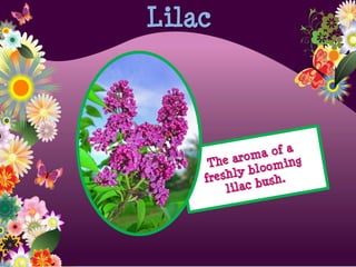 Lilac
 