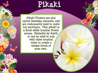 Pikaki Flowers are also
called Hawaiian Jasmine, and
are customarily used to make
Lei necklaces. This pikaki is
a fresh white tropical flower
aroma. Fantastic by itself,
or can be used to mix
with other tropical
notes to create a
unique blend of
your own.
Pikaki
 