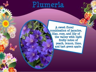 A sweet floral
combination of jasmine,
lilac, rose, and lily of
the valley with light
fruity notes of
peach, lemon, lime,
and tart green apple.
Plumeria
 