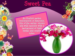 An English garden
reminiscent of hyacinth,
lily of the valley, violets
and wild jasmine with a
background of light
herbal and musky
notes.
Sweet Pea
 