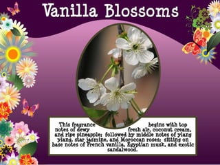 This fragrance begins with top
notes of dewy fresh air, coconut cream,
and ripe pineapple; followed by middle notes of ylang
ylang, star jasmine, and Moroccan roses; sitting on
base notes of French vanilla, Egyptian musk, and exotic
sandalwood.
Vanilla Blossoms
 