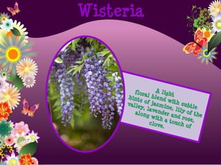 Wisteria
 