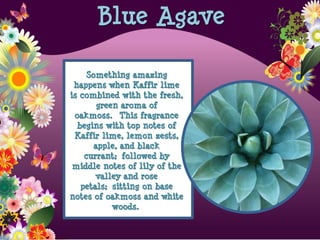 Something amazing
happens when Kaffir lime
is combined with the fresh,
green aroma of
oakmoss. This fragrance
begins with top notes of
Kaffir lime, lemon zests,
apple, and black
currant; followed by
middle notes of lily of the
valley and rose
petals; sitting on base
notes of oakmoss and white
woods.
Blue Agave
 