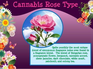 Quite possibly the most unique
blend of uncommon fragrance notes ever found in
a fragrance blend. The blend of Bulgarian rose,
pomegranate flower, bergamot, cannabis accord,
sheer jasmine, dark chocolate, white musk,
patchouli, and oolong tea.
Cannabis Rose Type
 