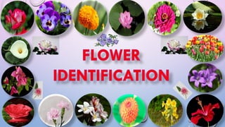 Flower Identification for Preschoolers.pdf