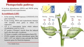 Regulation of Floral Development | PDF