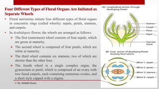 Regulation of Floral Development | PDF