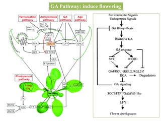 GA Pathway: induce flowering
 
