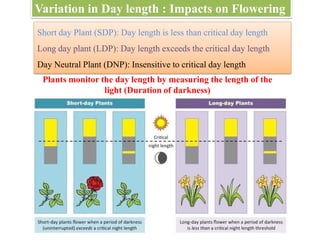 Flowering | PDF