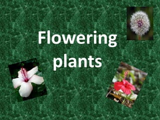 Flowering
plants
 