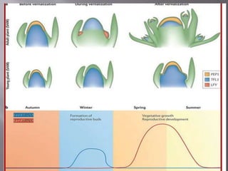 Flowering physiology 3 | PPTX