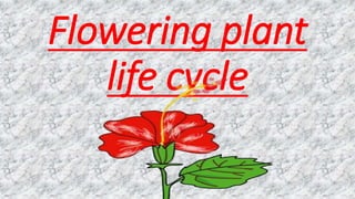 Flowering plant
life cycle
