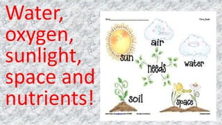 Water,
oxygen,
sunlight,
space and
nutrients!