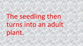 The seedling then
turns into an adult
plant.