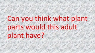 Can you think what plant
parts would this adult
plant have?