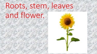 Roots, stem, leaves
and flower.