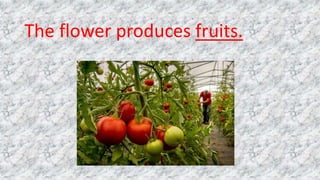 The flower produces fruits.