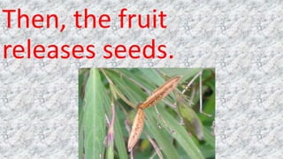 Then, the fruit
releases seeds.