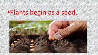 •Plants begin as a seed.