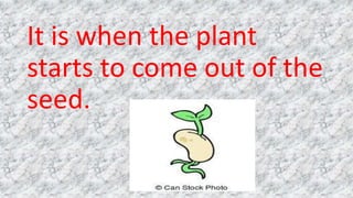 It is when the plant
starts to come out of the
seed.