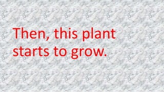 Then, this plant
starts to grow.