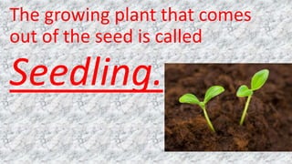 The growing plant that comes
out of the seed is called
Seedling.