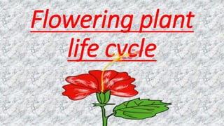 Flowering plant
life cycle
 
