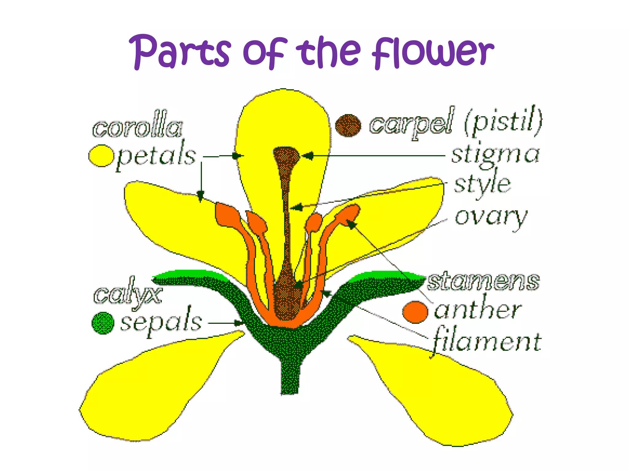 Flowering plants PPT