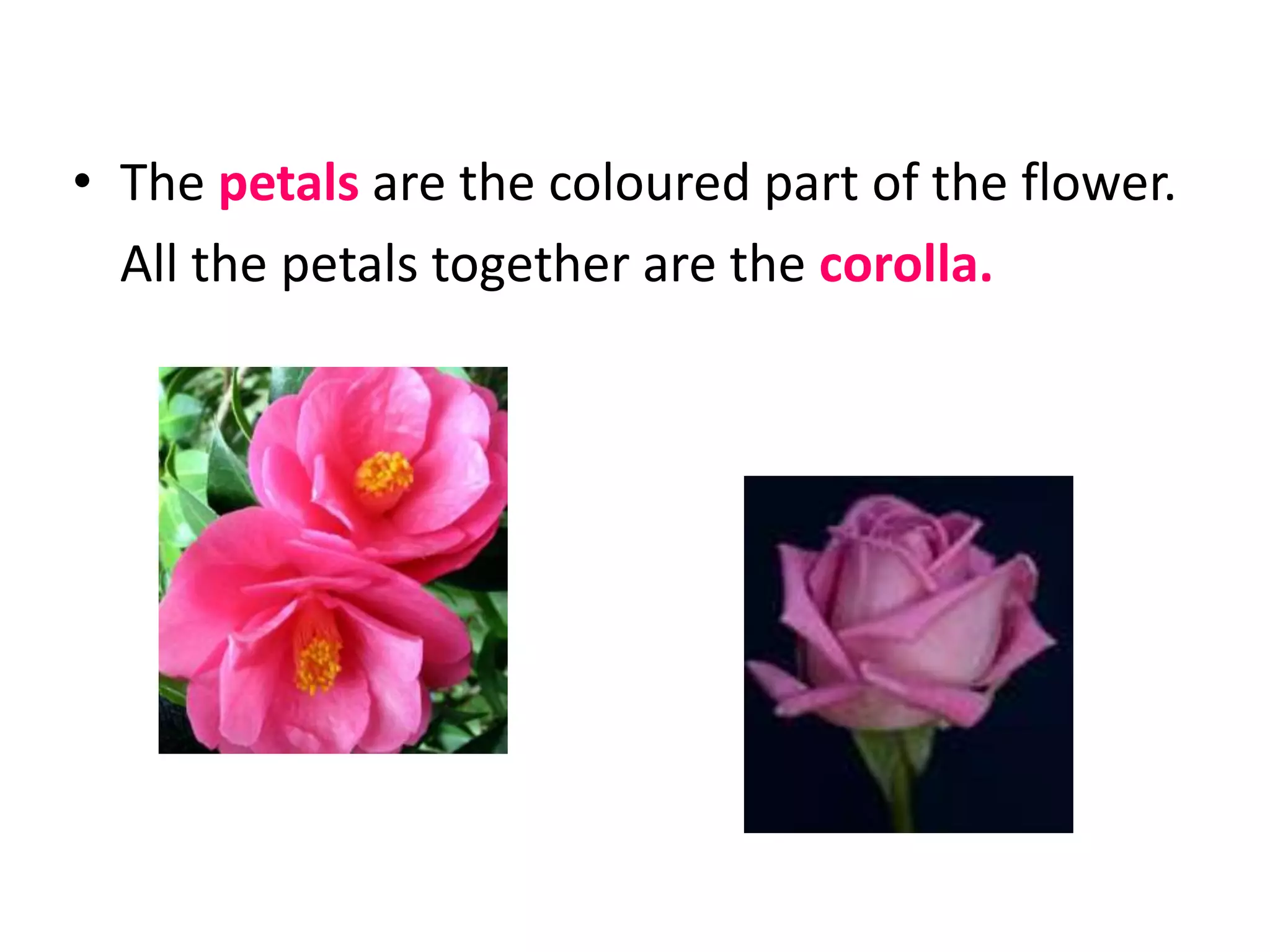 Flowering plants PPT