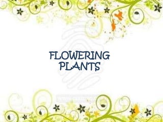 FLOWERING
  PLANTS
 