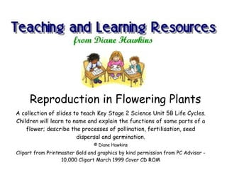 Reproduction in Flowering Plants A collection of slides to teach Key Stage 2 Science Unit 5B Life Cycles. Children will learn to name and explain the functions of some parts of a flower; describe the processes of pollination, fertilisation, seed dispersal and germination. © Diane Hawkins Clipart from Printmaster Gold and graphics by kind permission from PC Advisor - 10,000 Clipart March 1999 Cover CD ROM 