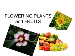 FLOWERING PLANTS
   and FRUITS
 