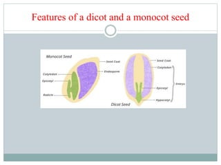 Features of a dicot and a monocot seed
 
