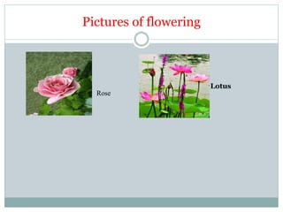 Pictures of flowering
Rose
Lotus
 