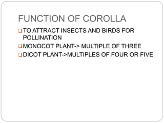 Flowering plants | PPTX