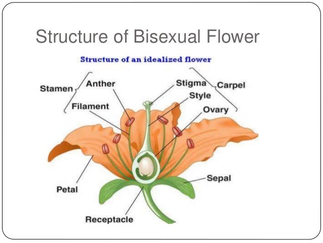 Bisexual Plants 20